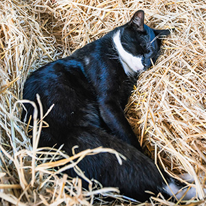 Asleep In The Straw